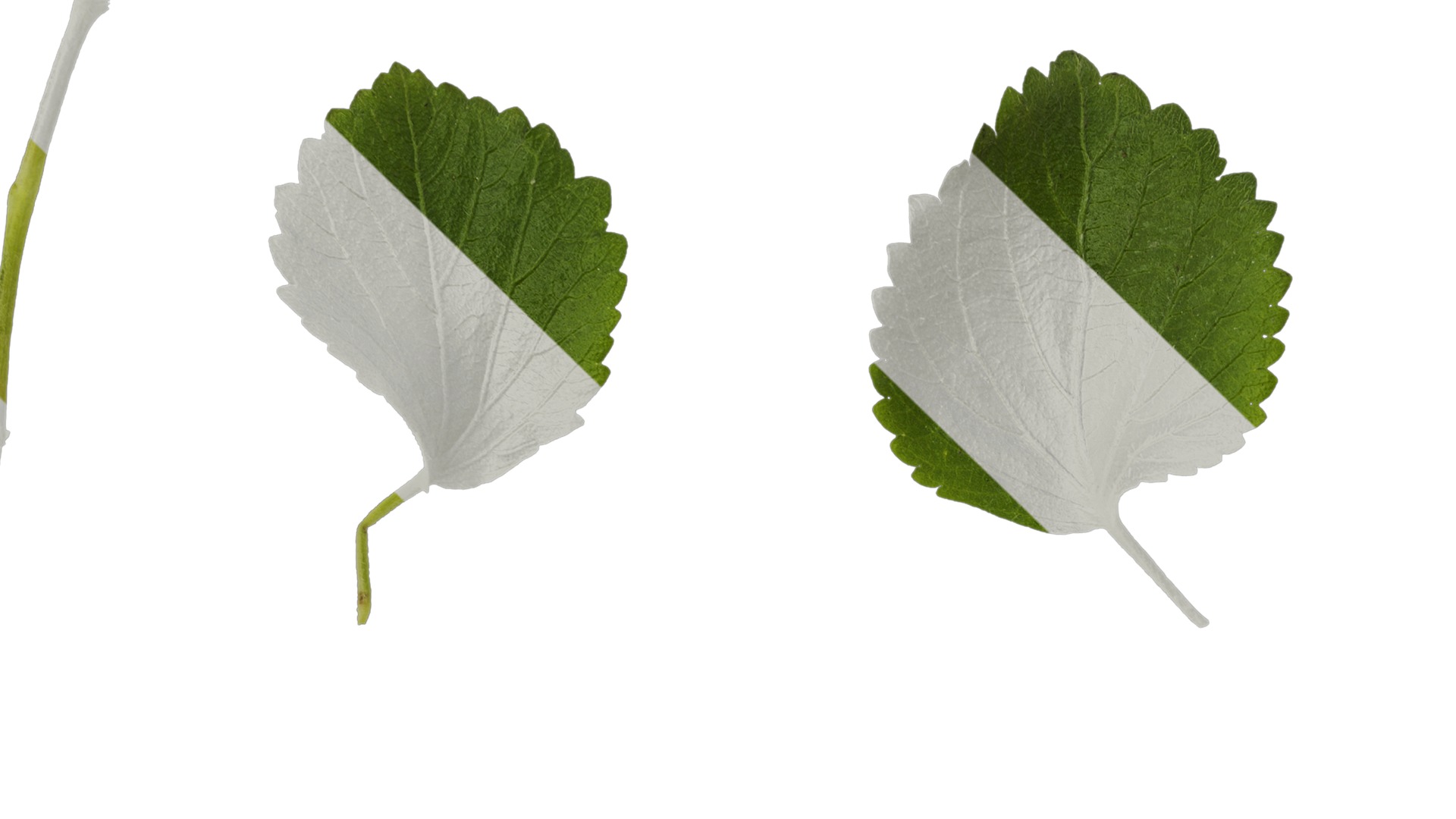 Anydrafts Acalypha reptans Leaf 01 Texture_1