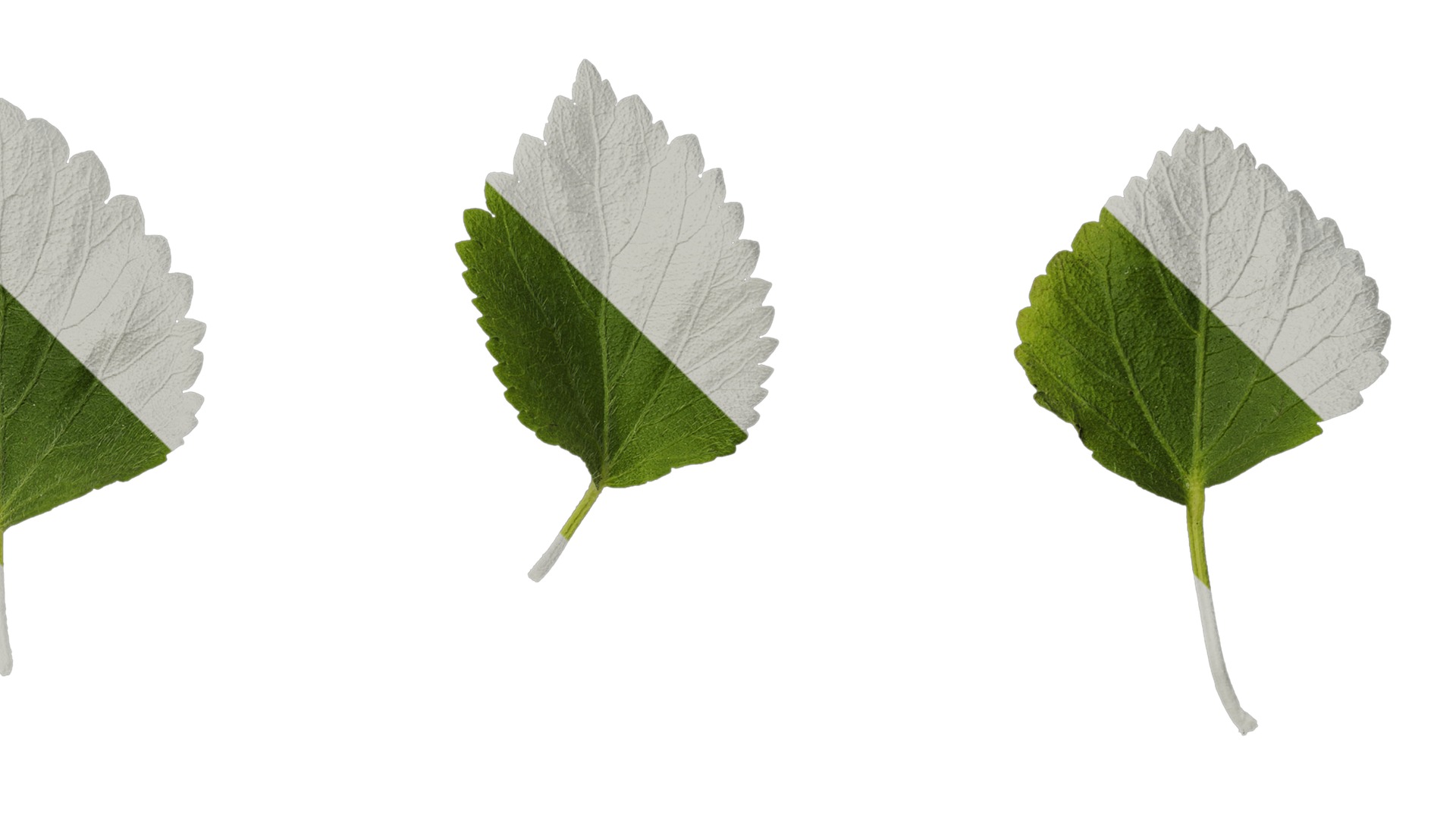 Anydrafts Acalypha reptans Leaf 01 Texture_4