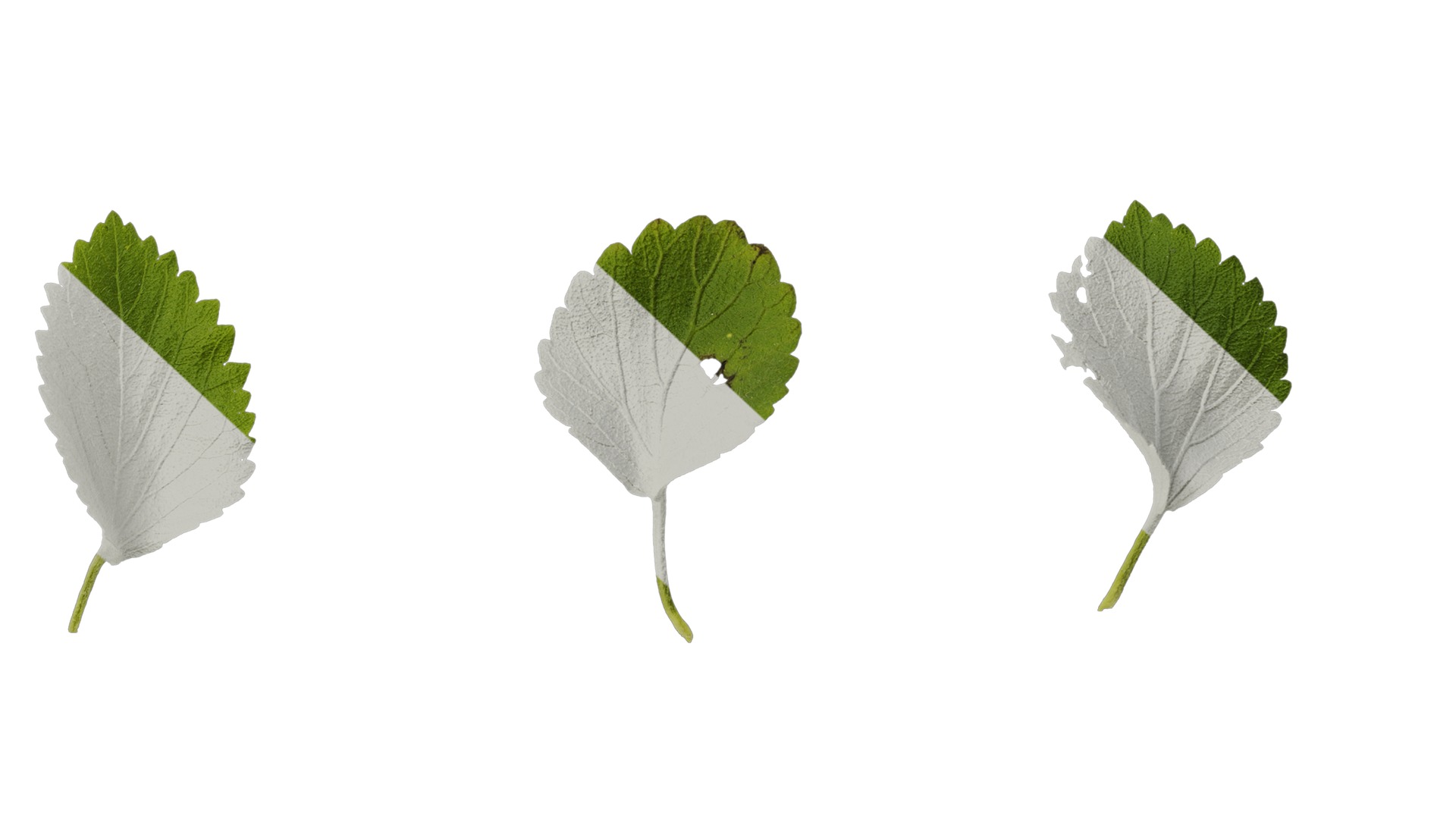 Anydrafts Acalypha reptans Leaf 01 Texture_6