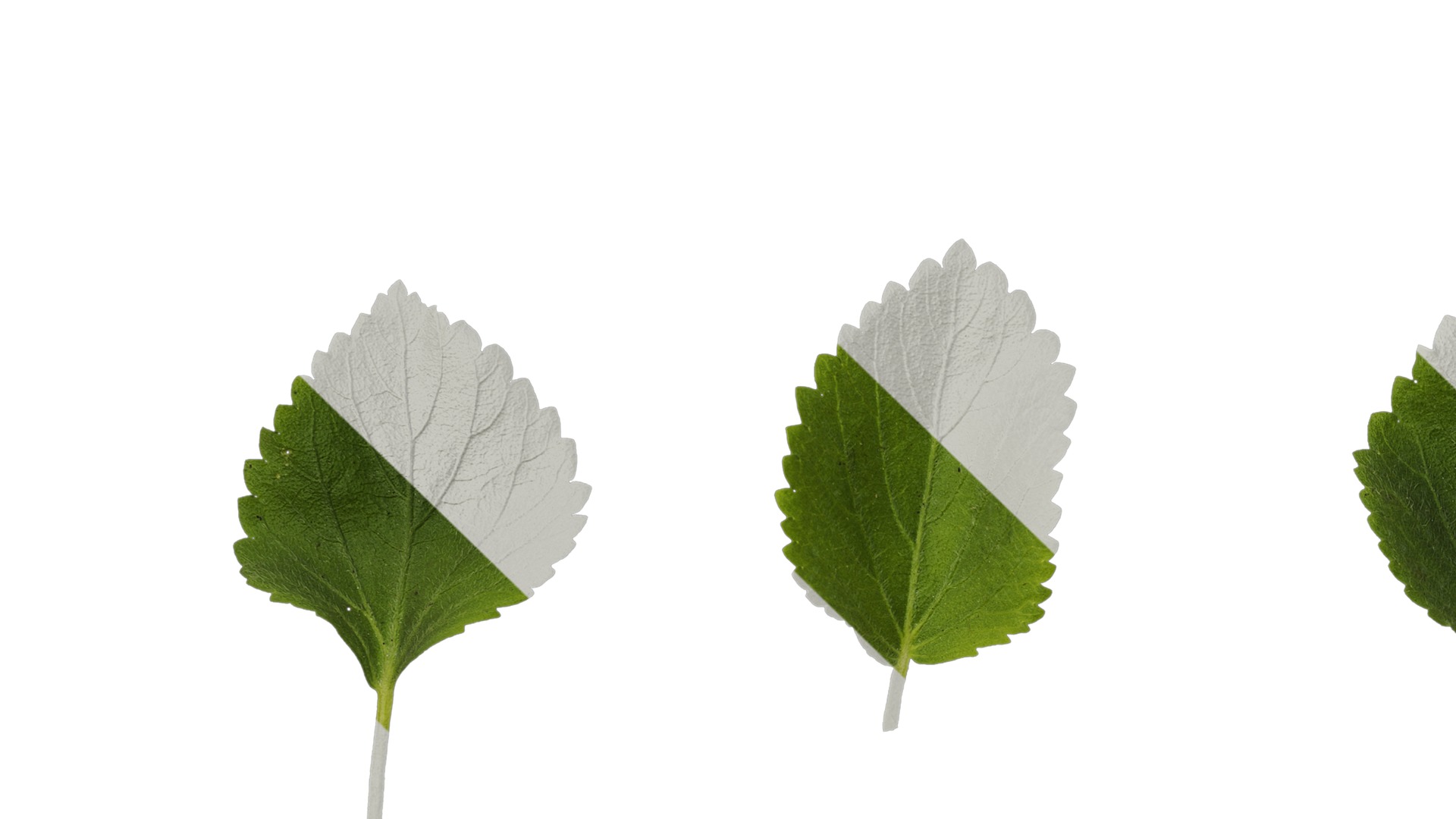 Anydrafts Acalypha reptans Leaf 01 Texture_3