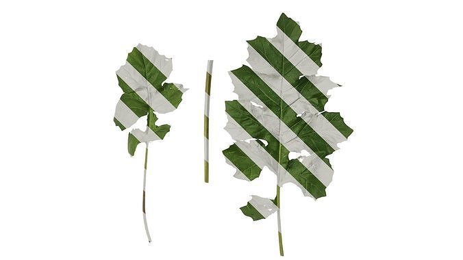 Anydrafts Acanthus mollis Leaf 01 Texture