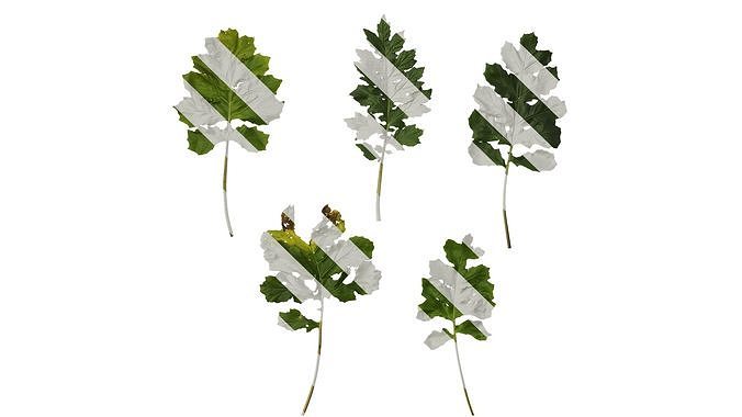 Anydrafts Acanthus mollis Leaf 05 Texture