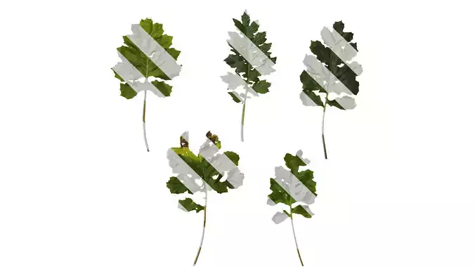 Anydrafts Acanthus mollis Leaf 05