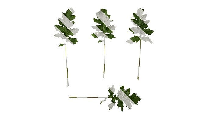 Anydrafts Acanthus mollis Leaf 06 Texture