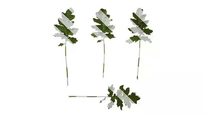 Anydrafts Acanthus mollis Leaf 06