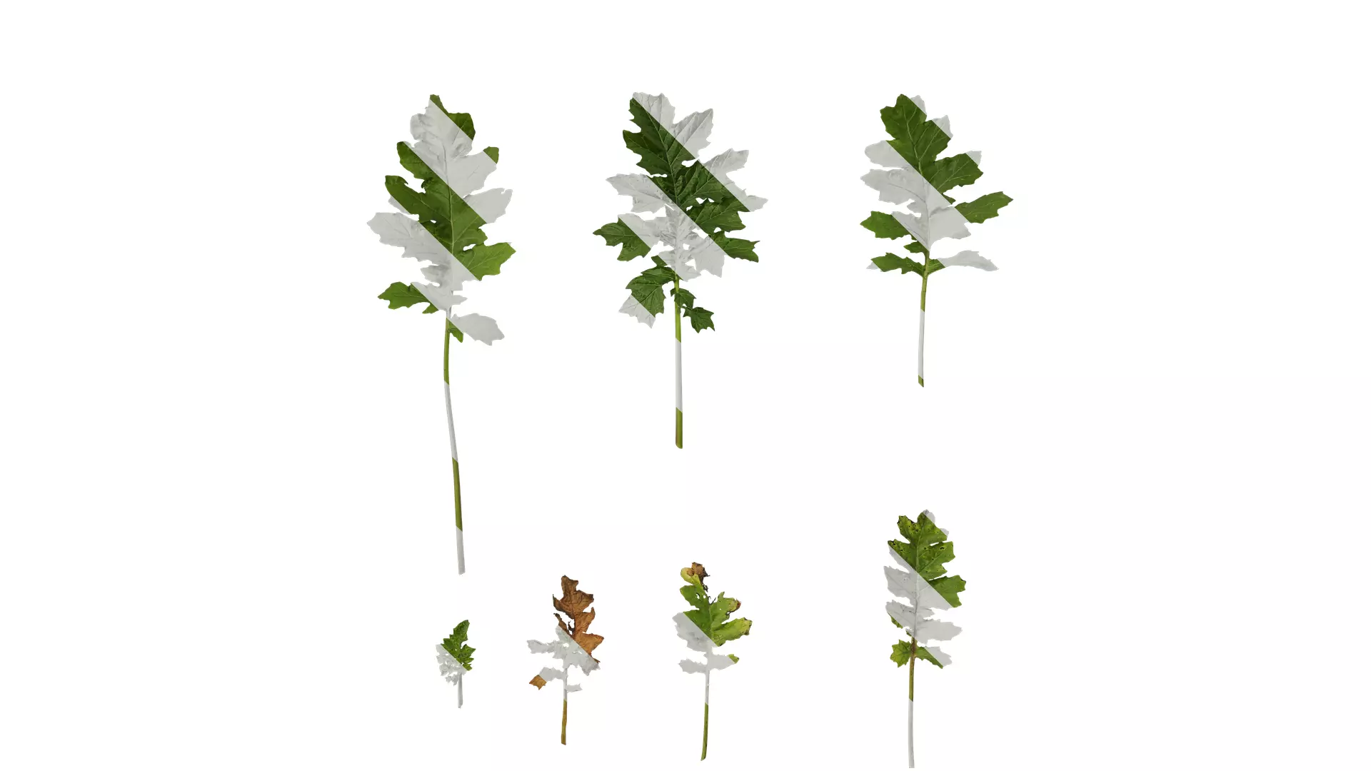 Anydrafts Acanthus mollis Leaf 07 Texture_0