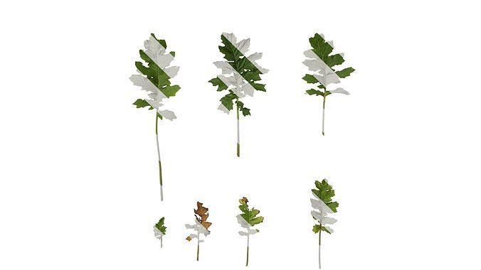 Anydrafts Acanthus mollis Leaf 07 Texture