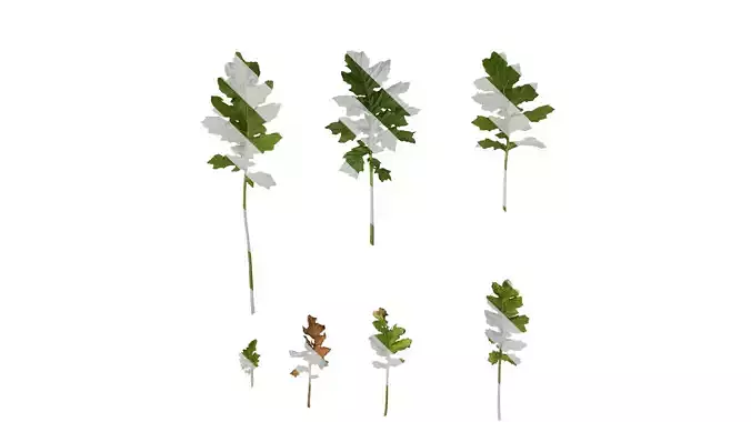 Anydrafts Acanthus mollis Leaf 07