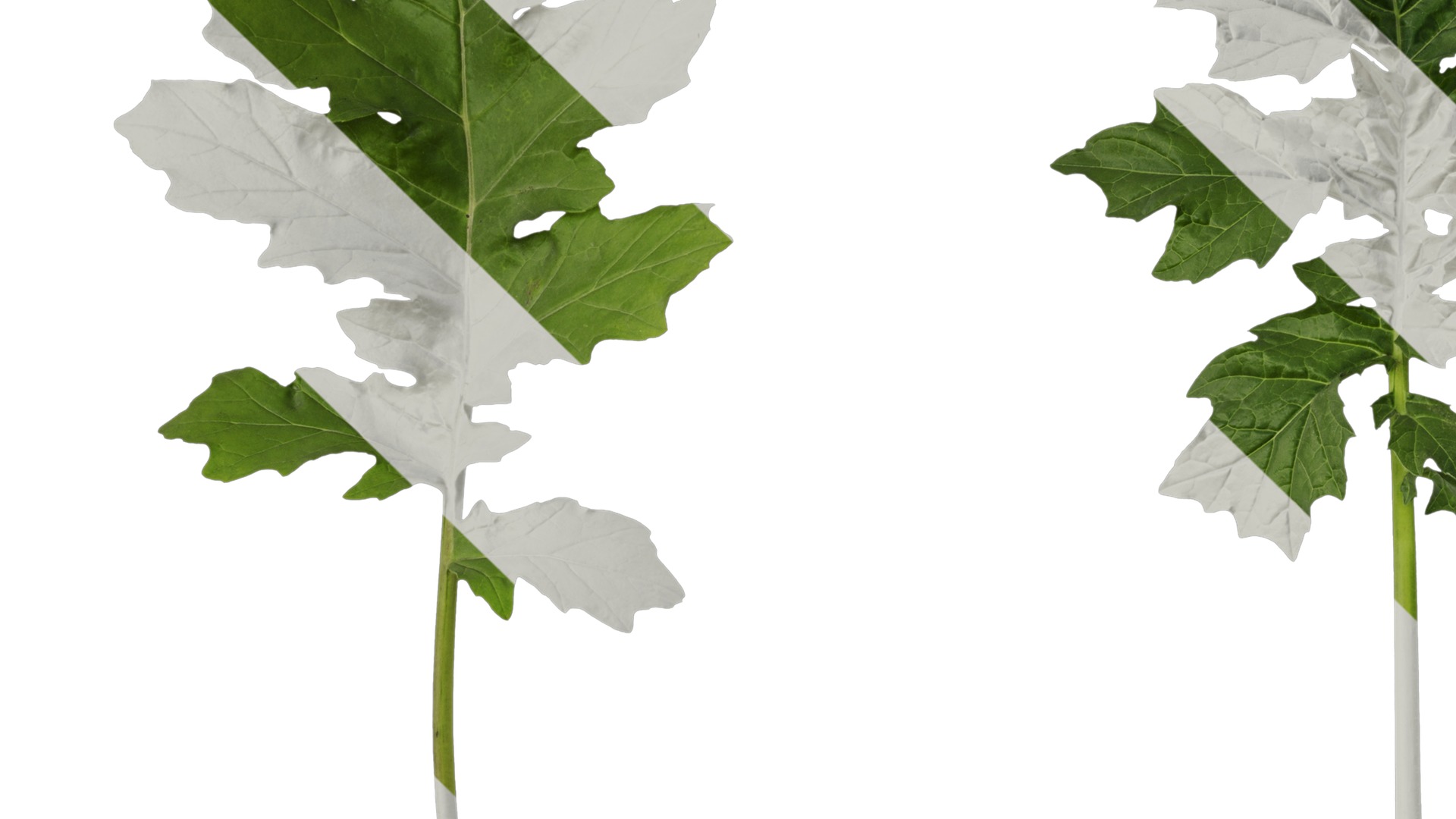 Anydrafts Acanthus mollis Leaf 07 Texture_3