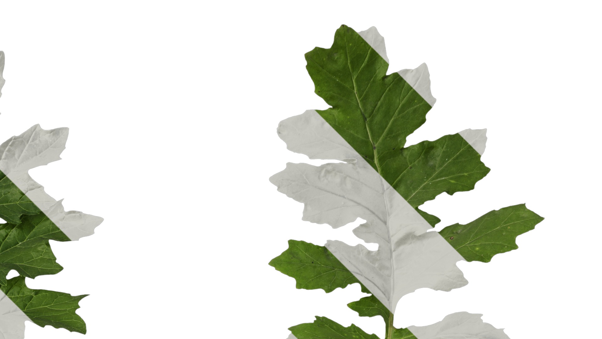 Anydrafts Acanthus mollis Leaf 07 Texture_2