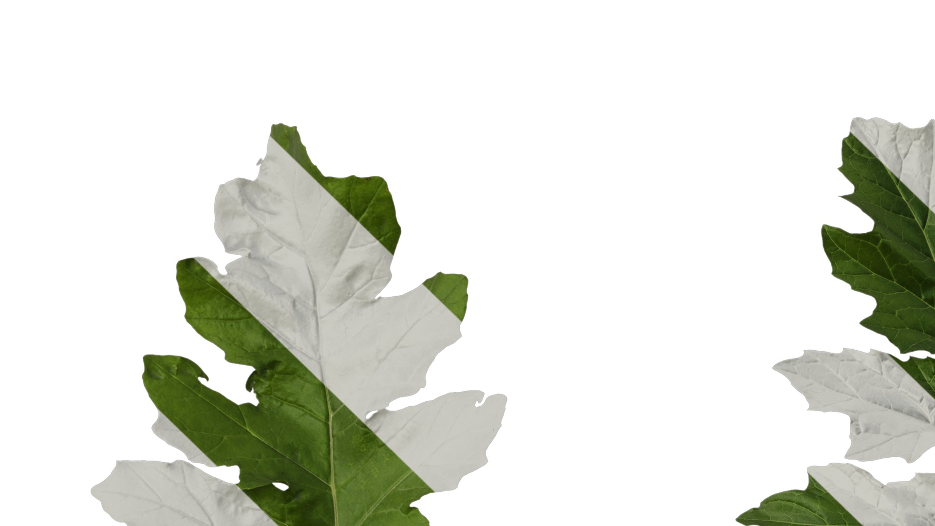 Anydrafts Acanthus mollis Leaf 07 Texture_1