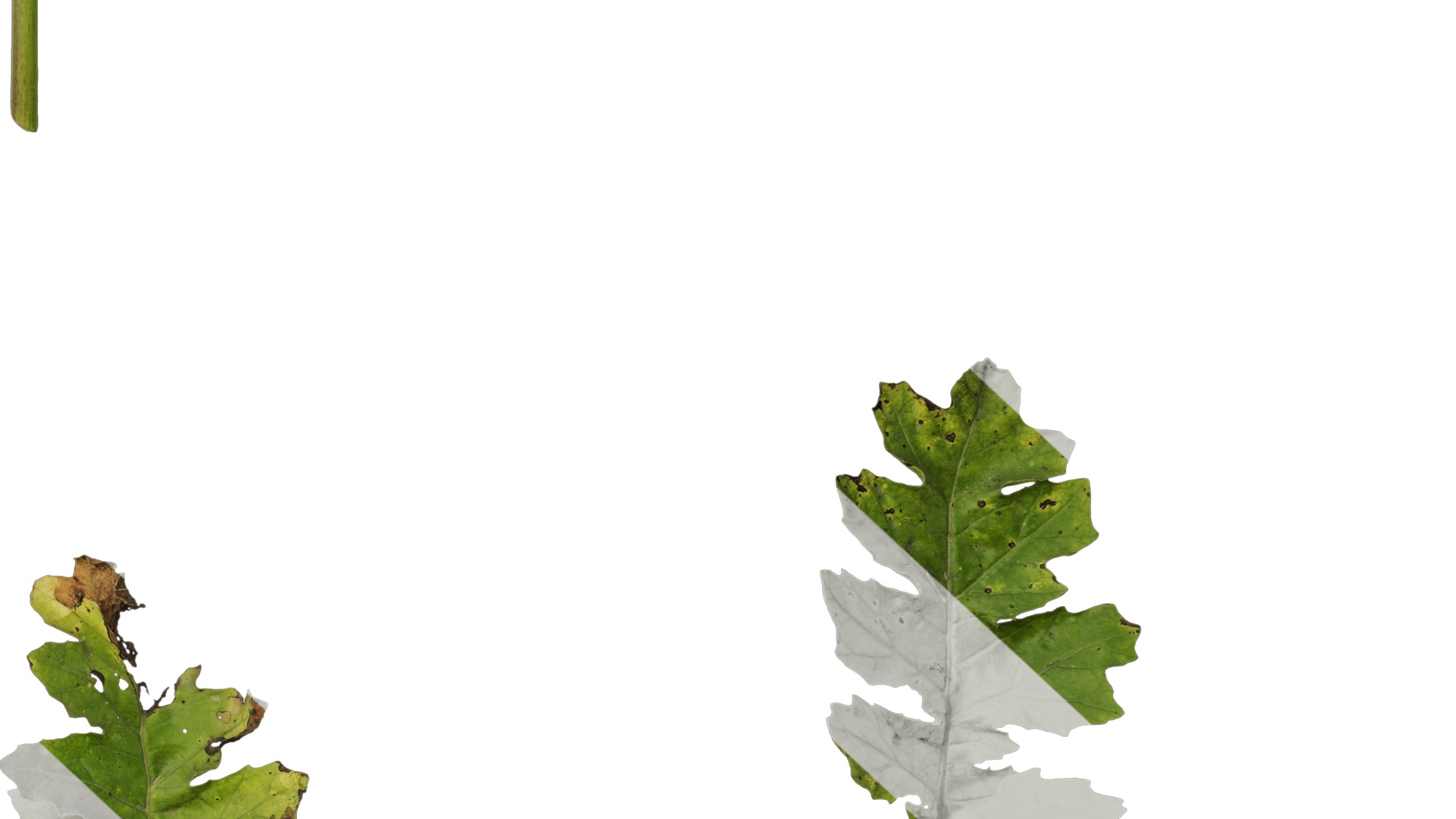 Anydrafts Acanthus mollis Leaf 07 Texture_6