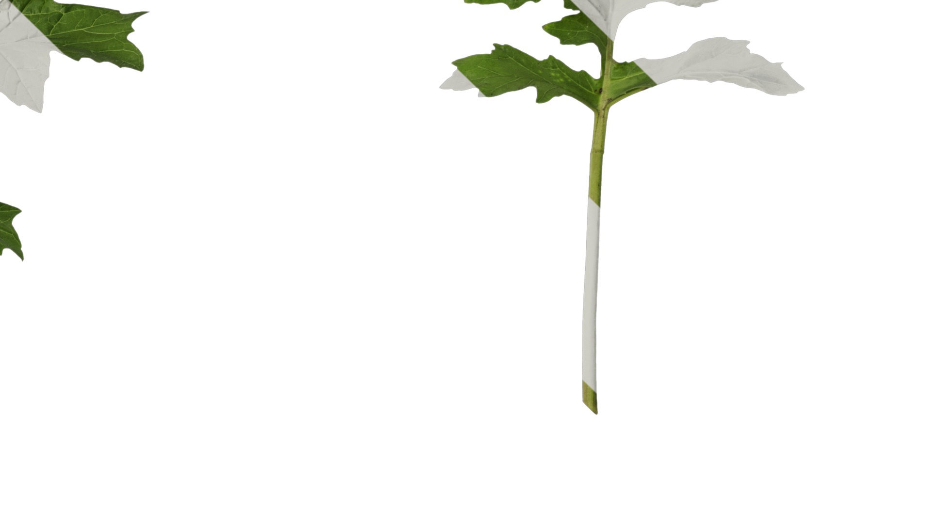 Anydrafts Acanthus mollis Leaf 07 Texture_4