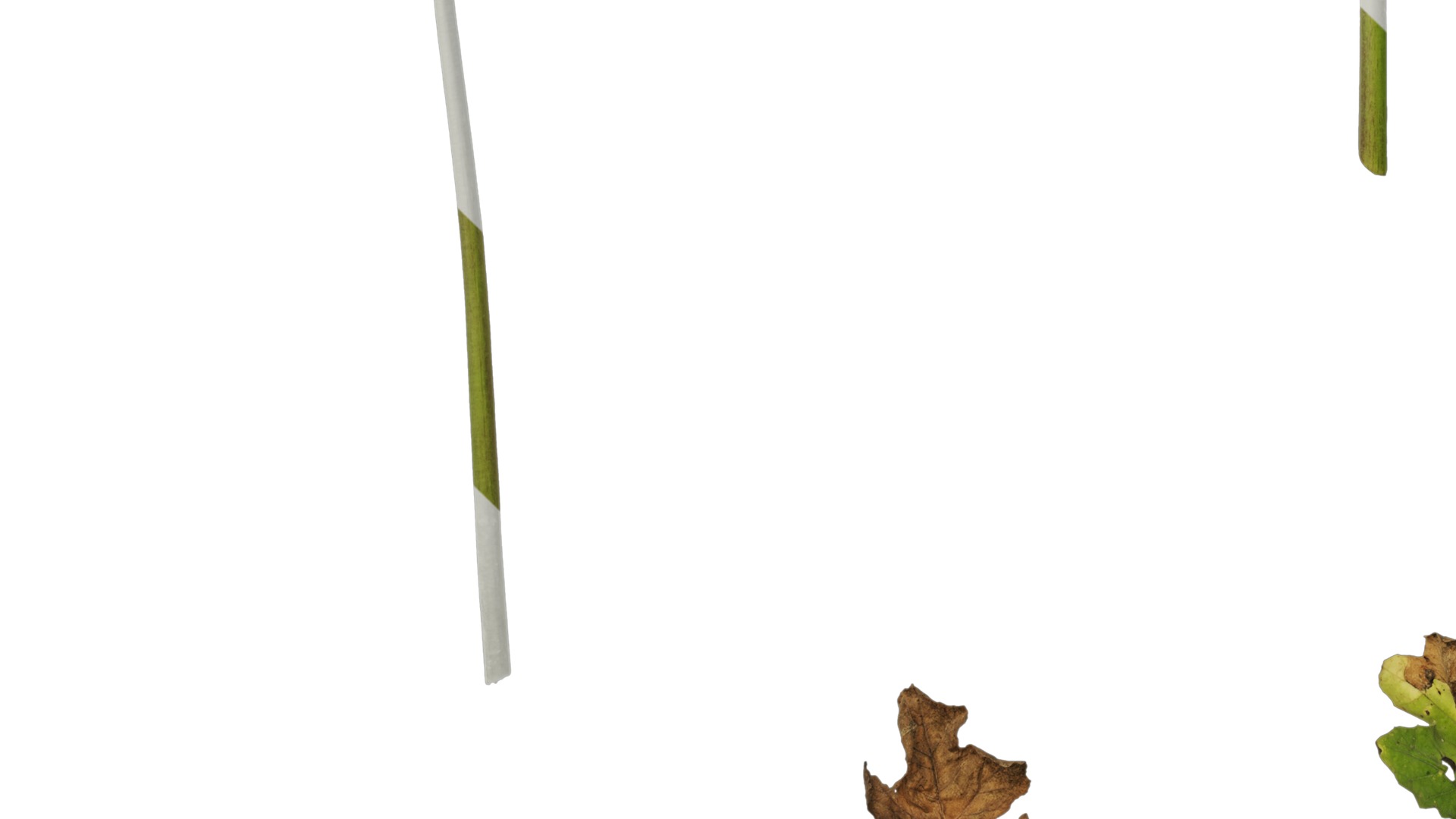 Anydrafts Acanthus mollis Leaf 07 Texture_5