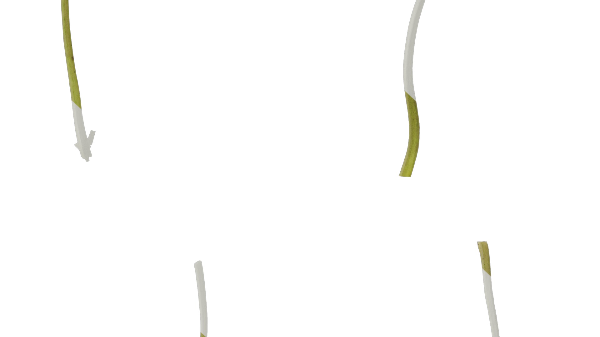 Anydrafts Acanthus whitewater Leaf 03 Texture_7