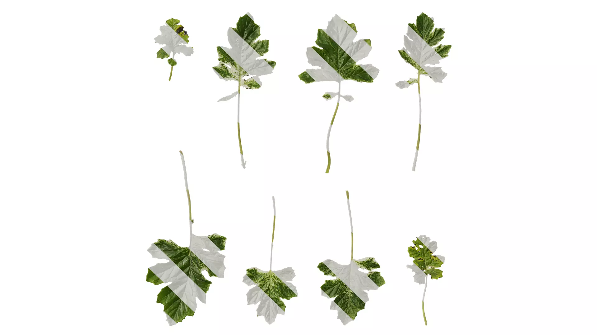 Anydrafts Acanthus whitewater Leaf 03 Texture_0