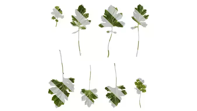 Anydrafts Acanthus whitewater Leaf 03
