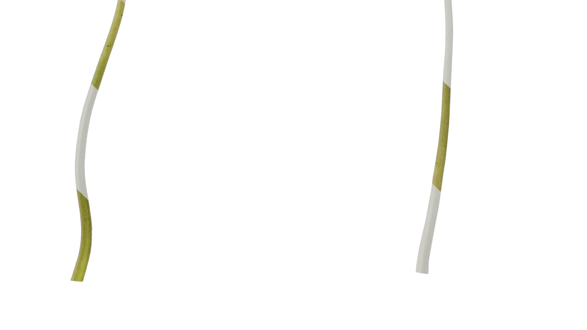 Anydrafts Acanthus whitewater Leaf 03 Texture_4