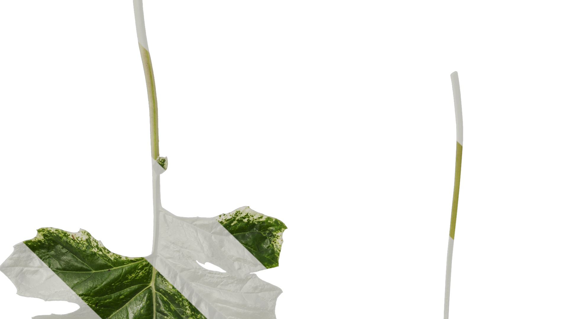 Anydrafts Acanthus whitewater Leaf 03 Texture_5