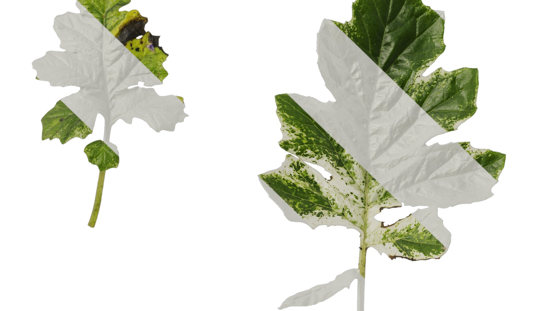 Anydrafts Acanthus whitewater Leaf 03 Texture_1