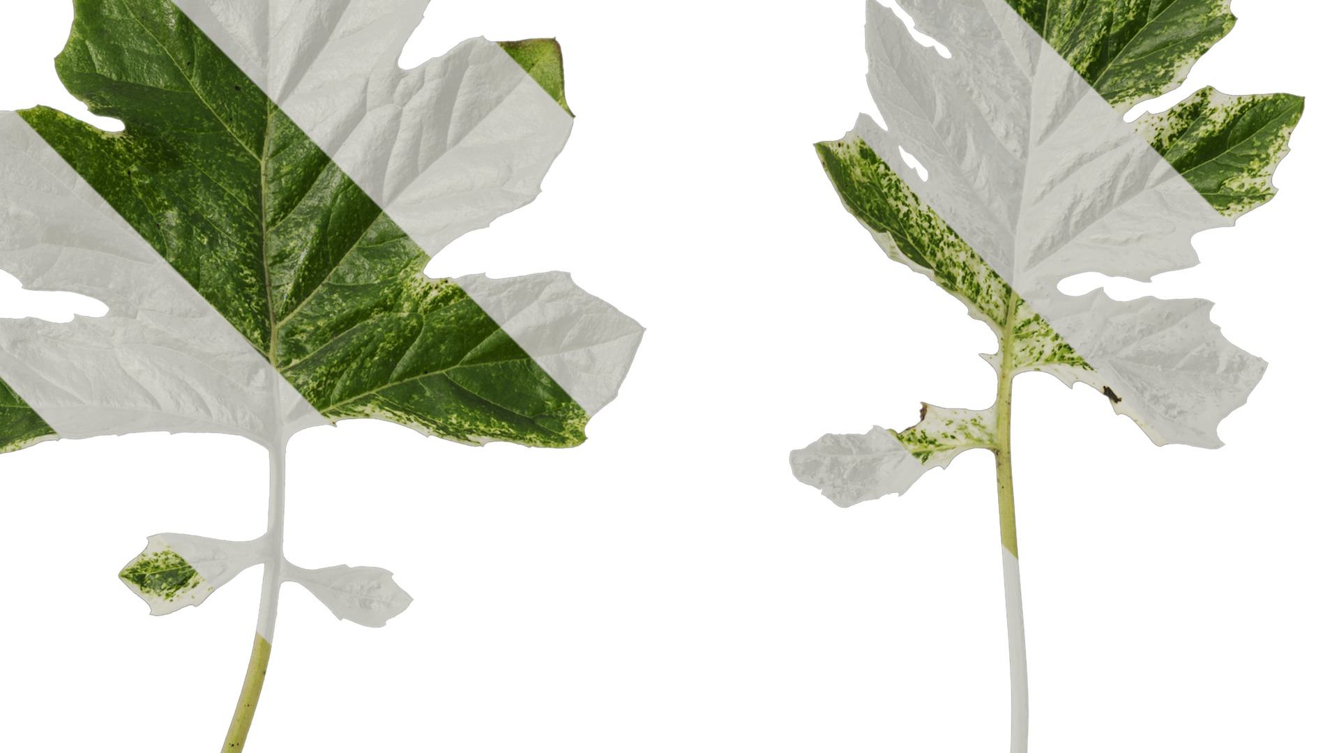 Anydrafts Acanthus whitewater Leaf 03 Texture_2