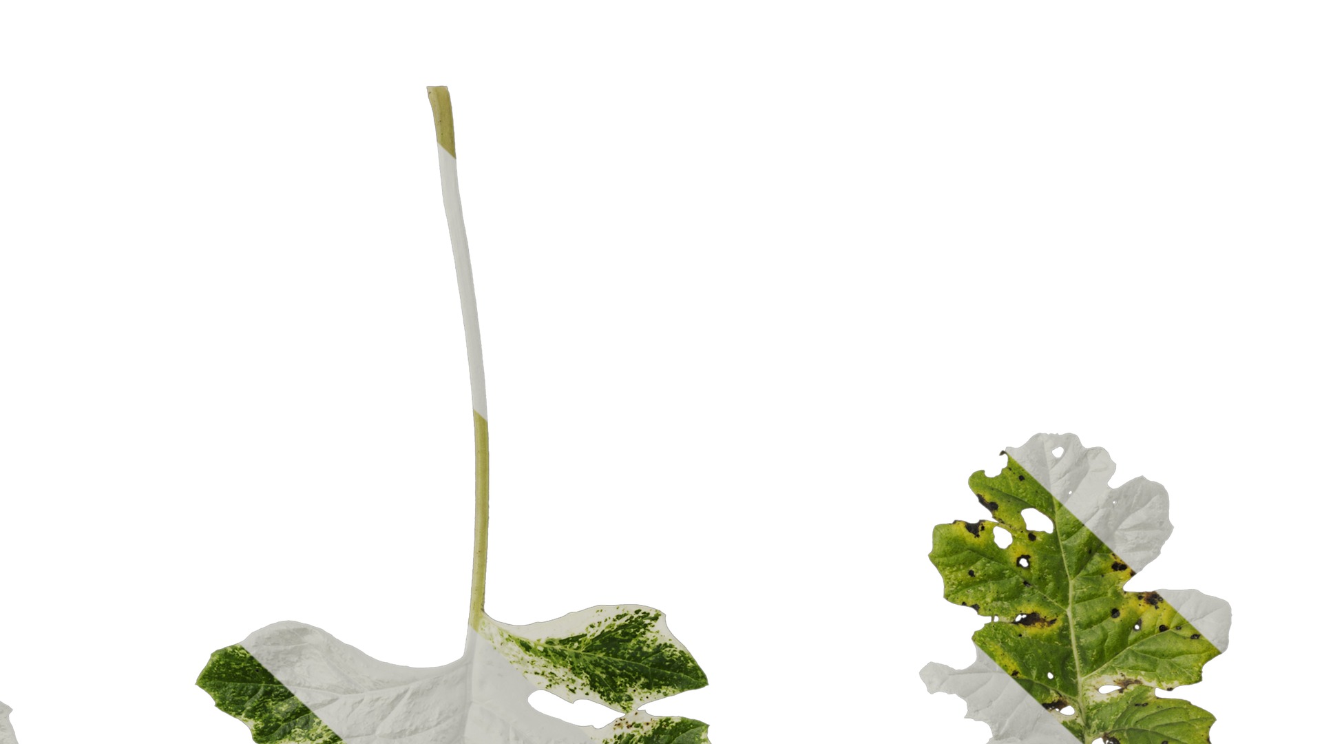 Anydrafts Acanthus whitewater Leaf 03 Texture_6