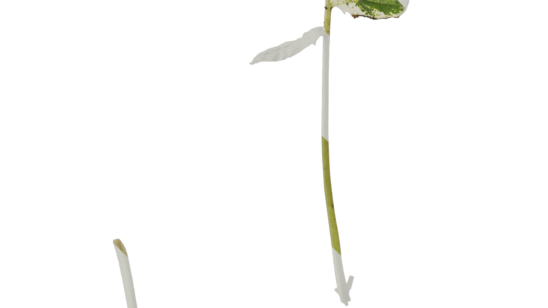 Anydrafts Acanthus whitewater Leaf 03 Texture_3