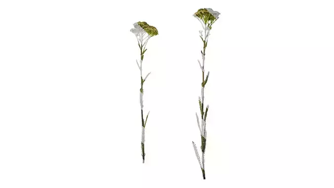 Anydrafts Achillea millefolium Atlas 03 Texture