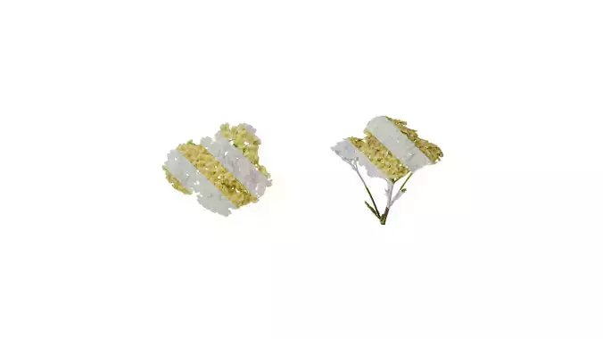 Anydrafts Achillea millefolium Flower 01 Texture