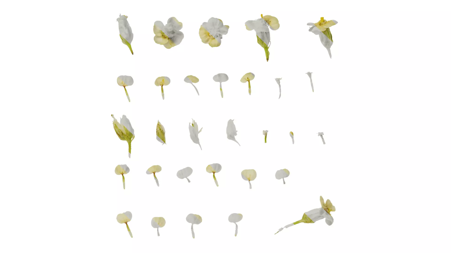 Anydrafts Achillea millefolium Flower 03 Texture_0