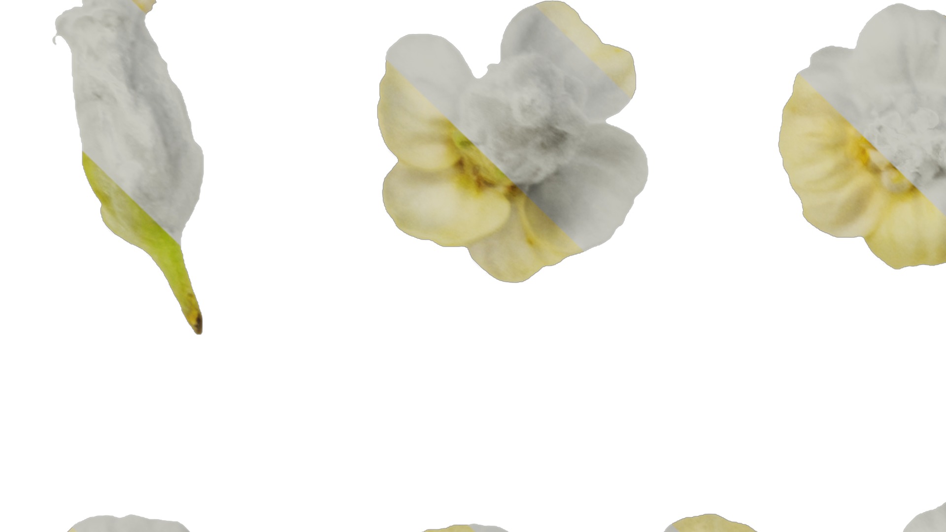 Anydrafts Achillea millefolium Flower 03 Texture_1