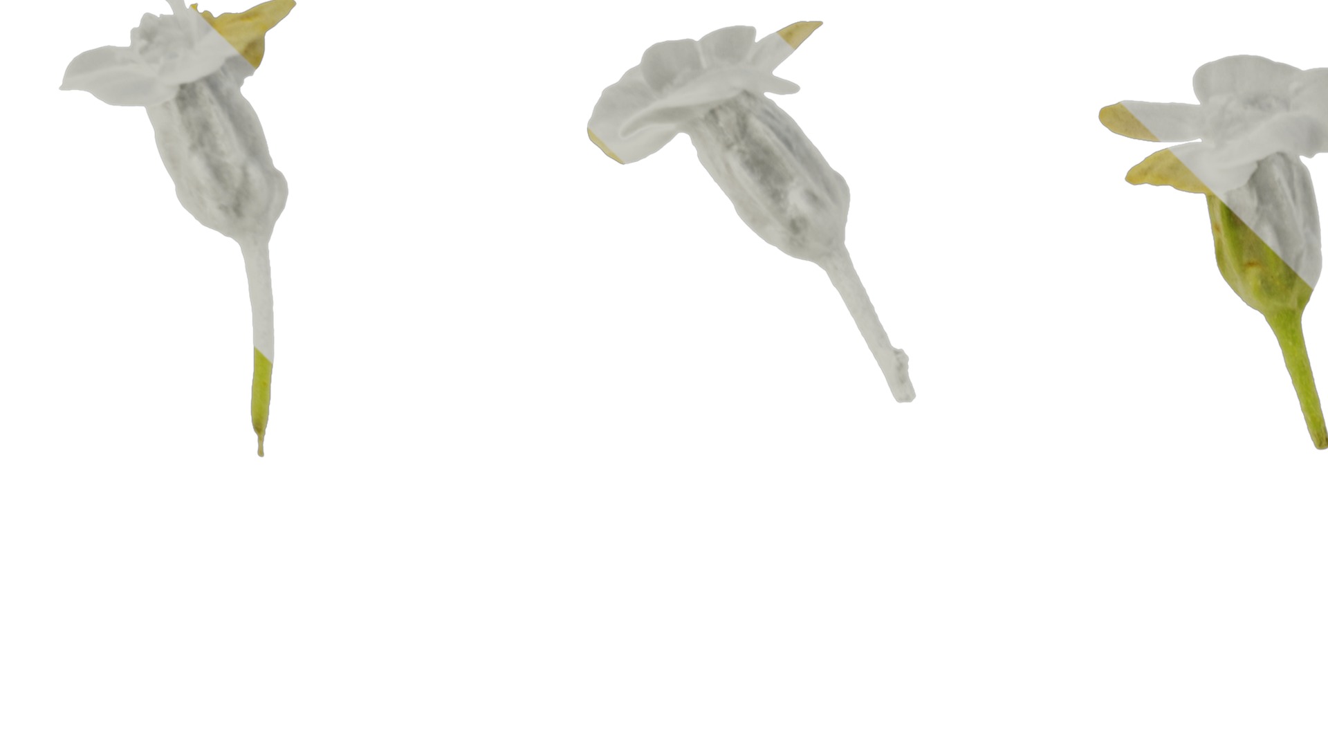 Anydrafts Achillea millefolium Flower 04 Texture_1