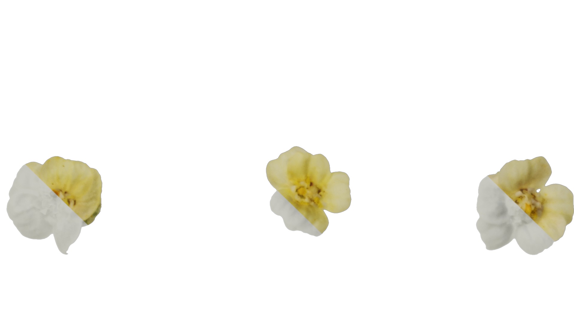 Anydrafts Achillea millefolium Flower 04 Texture_3