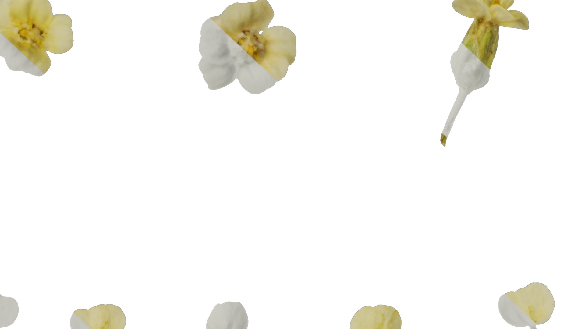 Anydrafts Achillea millefolium Flower 04 Texture_7