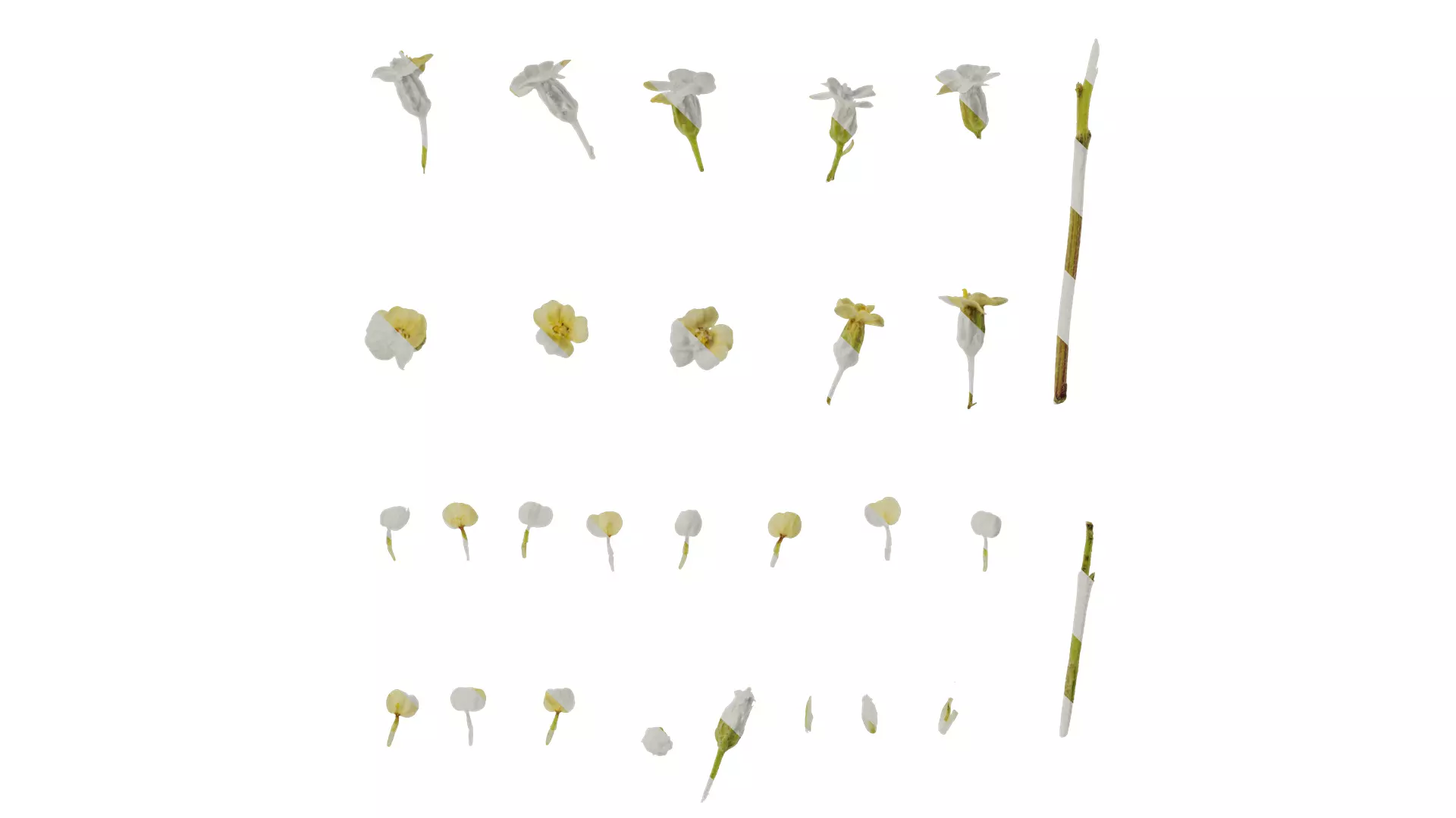 Anydrafts Achillea millefolium Flower 04 Texture_0