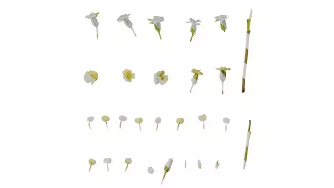 Anydrafts Achillea millefolium Flower 04 Texture