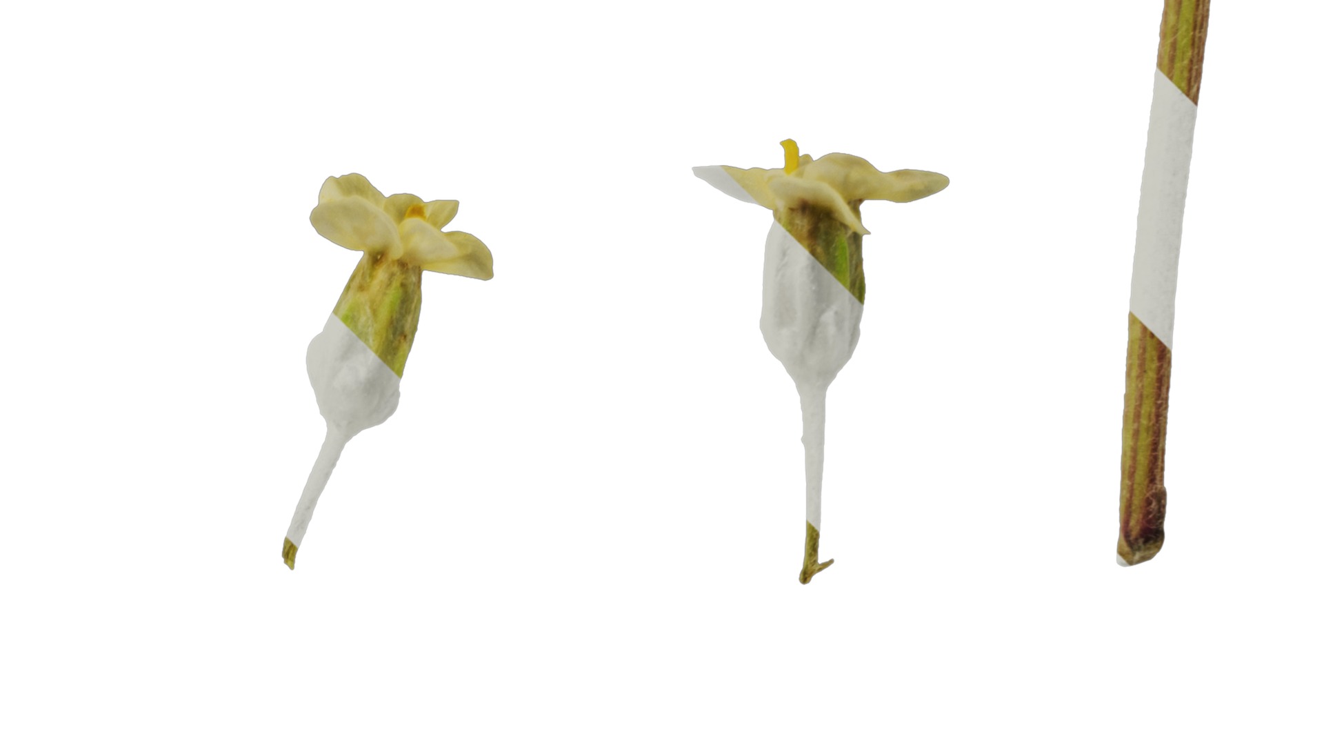 Anydrafts Achillea millefolium Flower 04 Texture_4