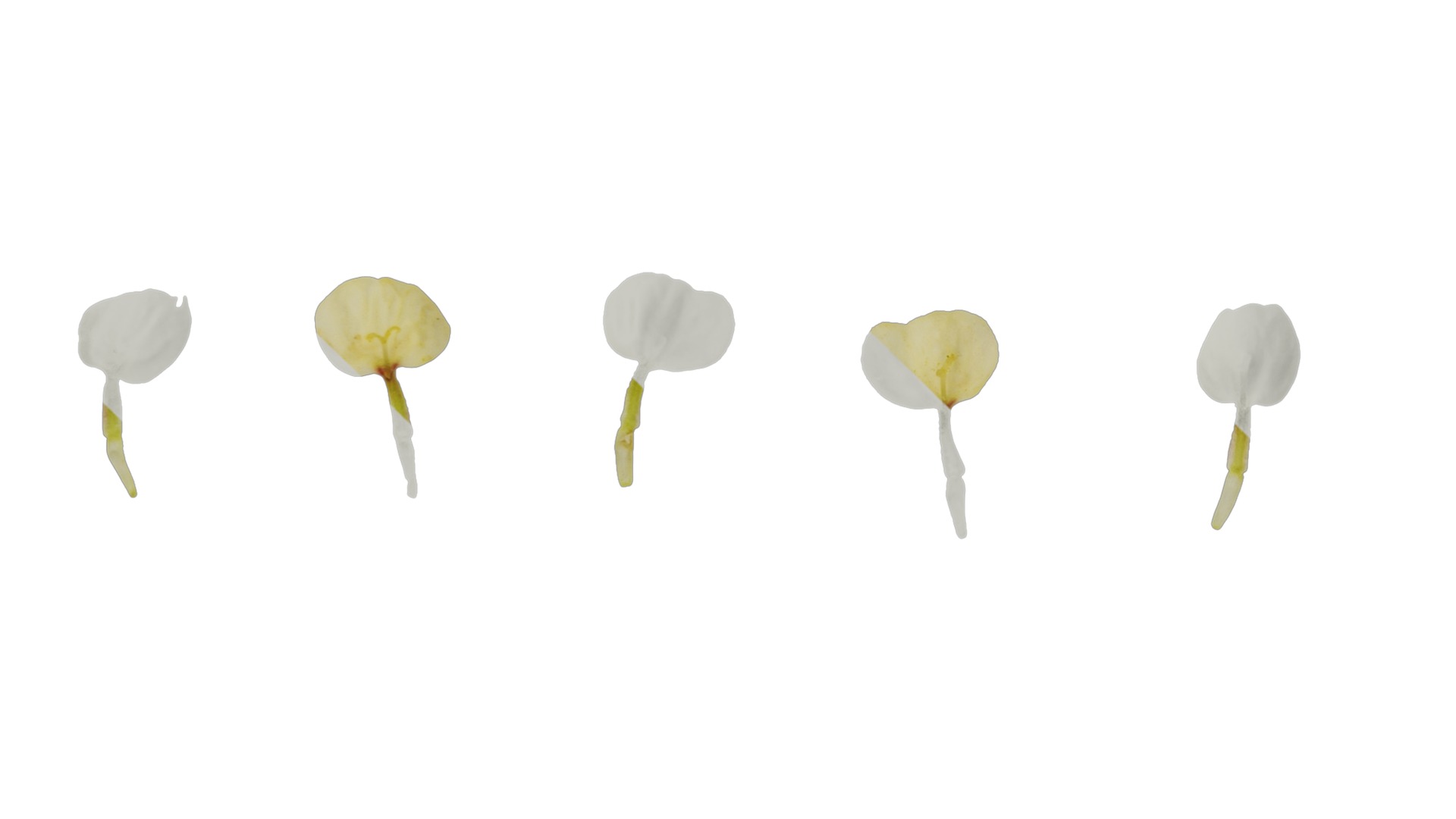 Anydrafts Achillea millefolium Flower 04 Texture_5