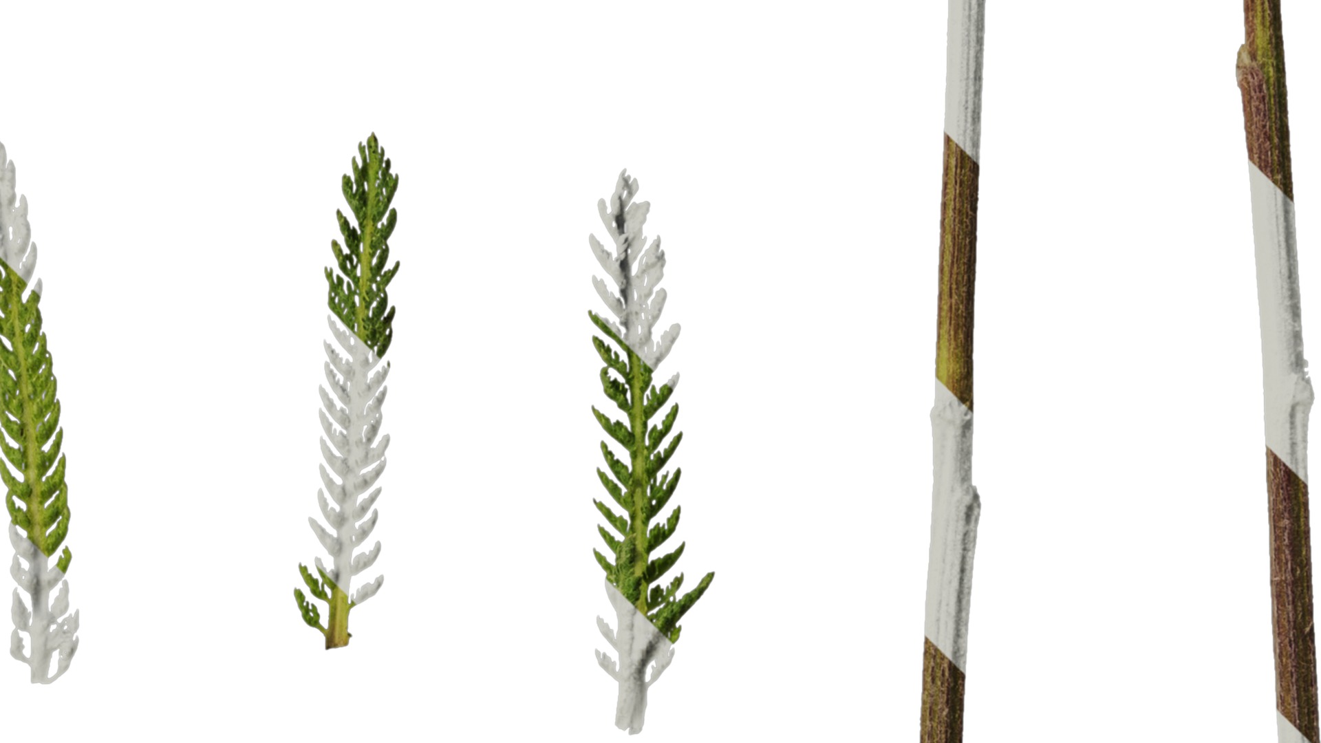 Anydrafts Achillea millefolium Leaf 02 Texture_4