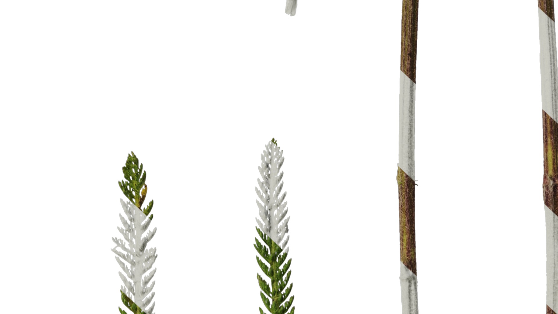 Anydrafts Achillea millefolium Leaf 02 Texture_6