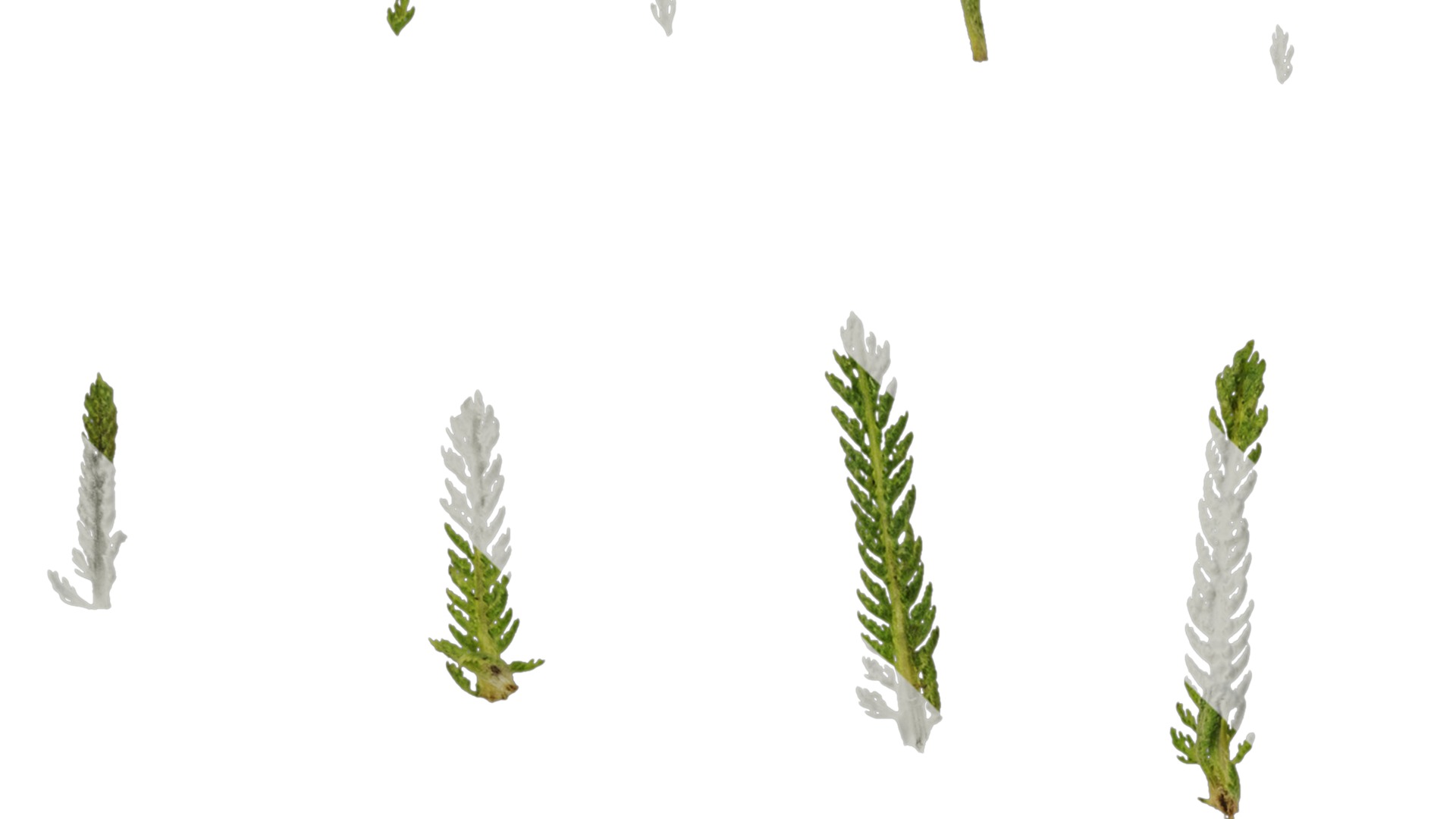 Anydrafts Achillea millefolium Leaf 02 Texture_3