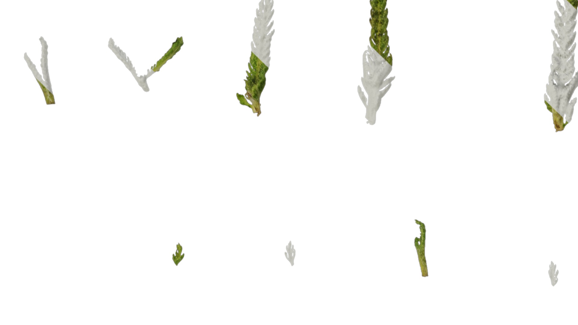 Anydrafts Achillea millefolium Leaf 02 Texture_1