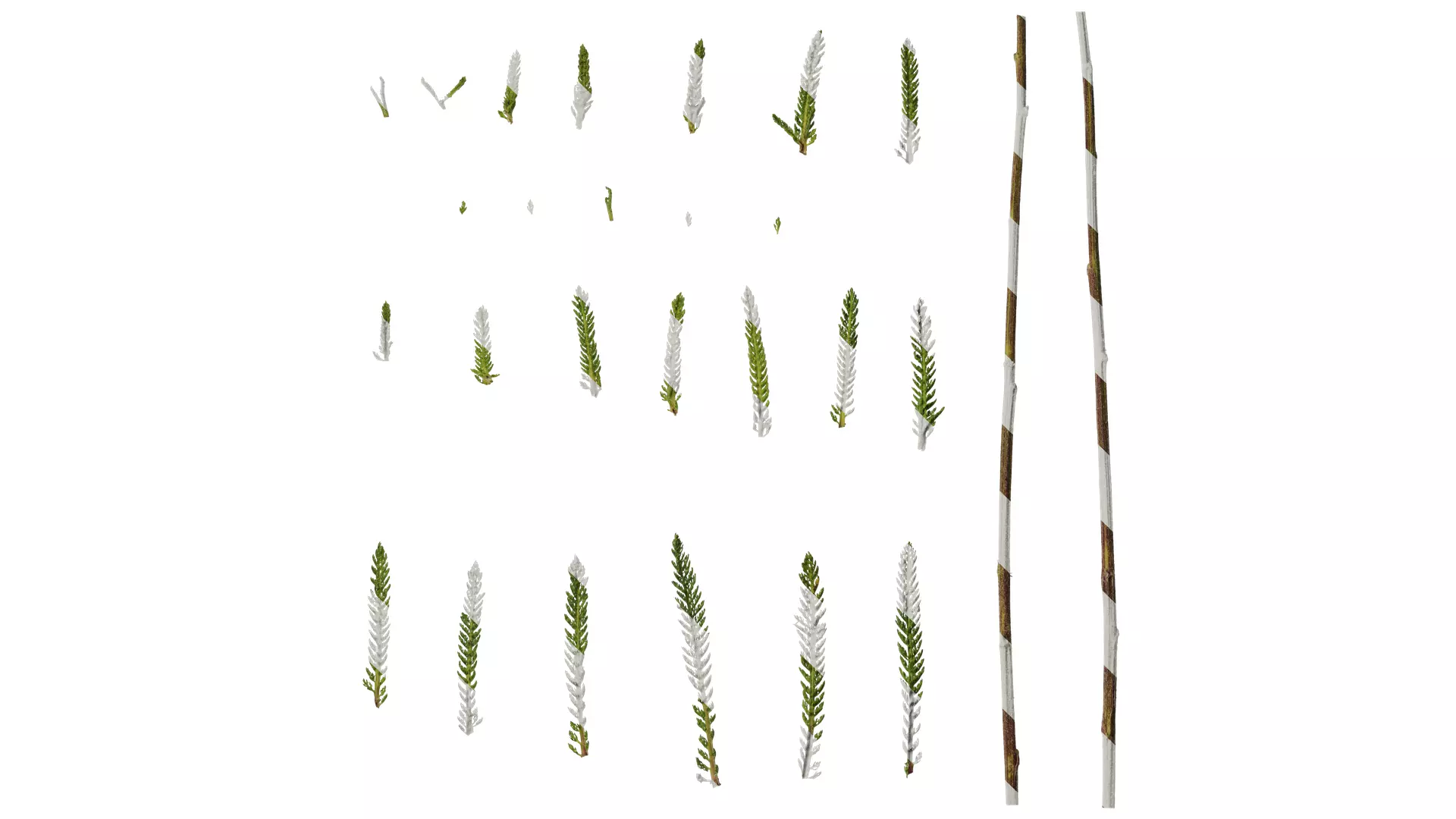 Anydrafts Achillea millefolium Leaf 02 Texture_0