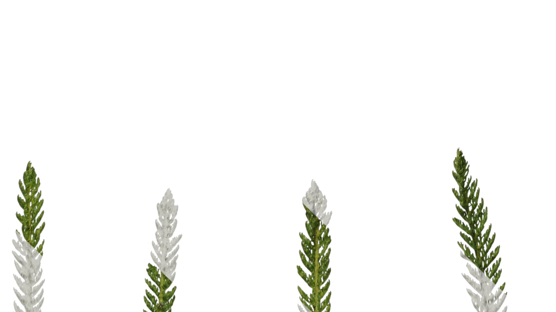 Anydrafts Achillea millefolium Leaf 02 Texture_5