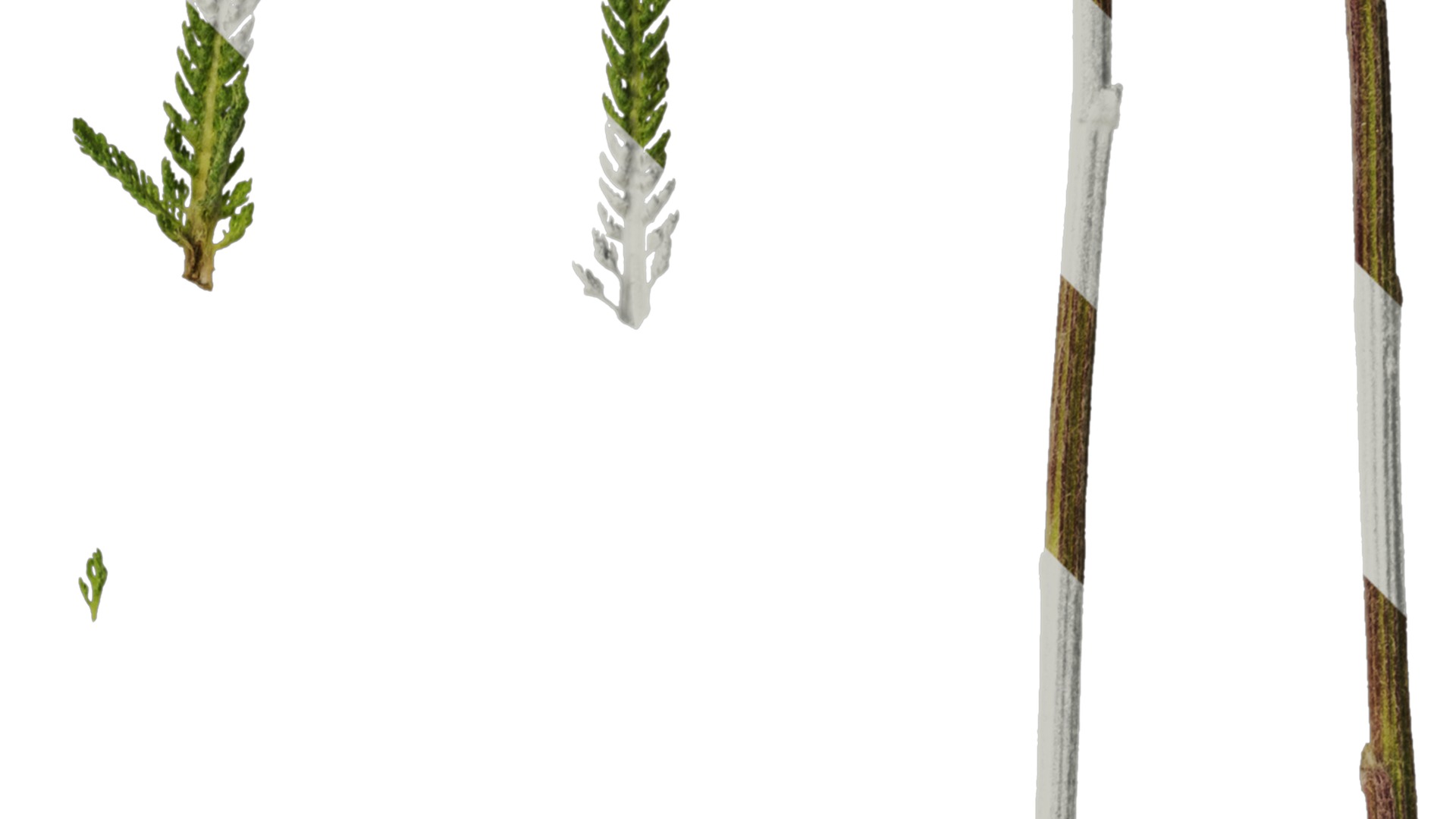 Anydrafts Achillea millefolium Leaf 02 Texture_2