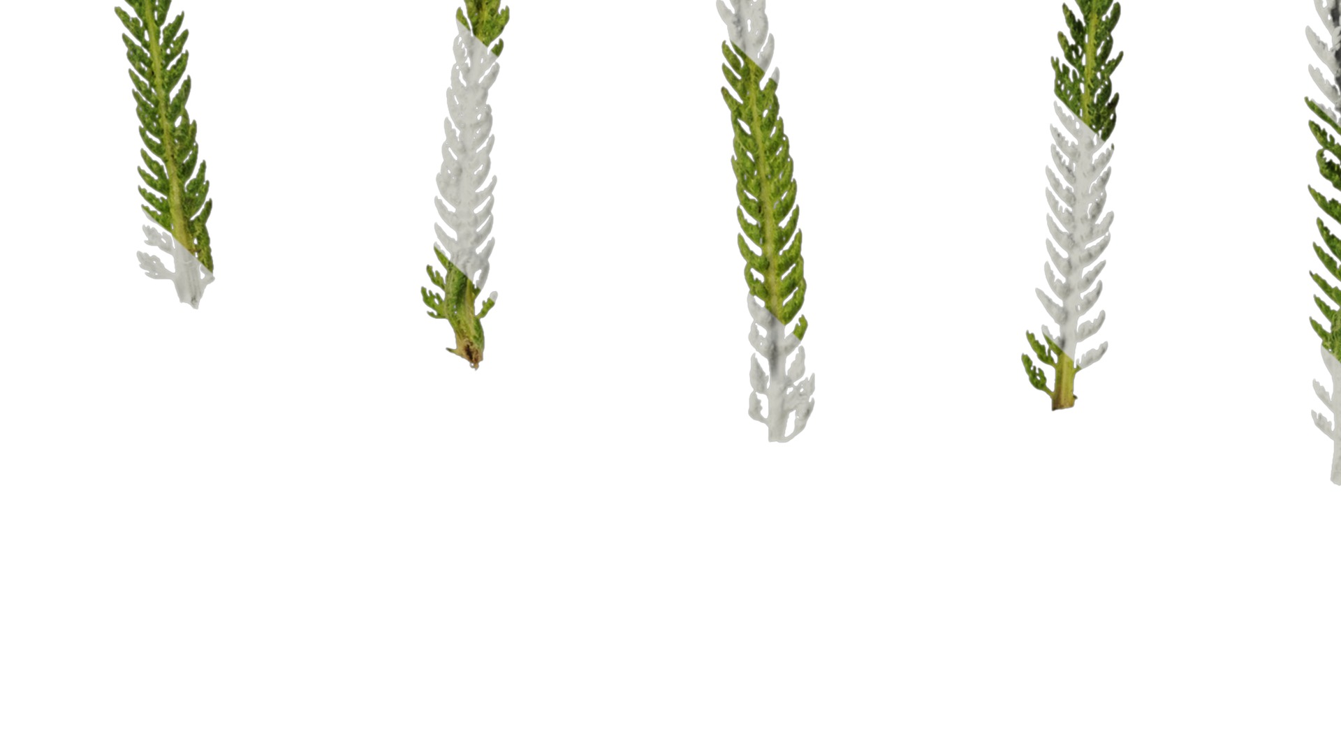 Anydrafts Achillea millefolium Leaf 02 Texture_7