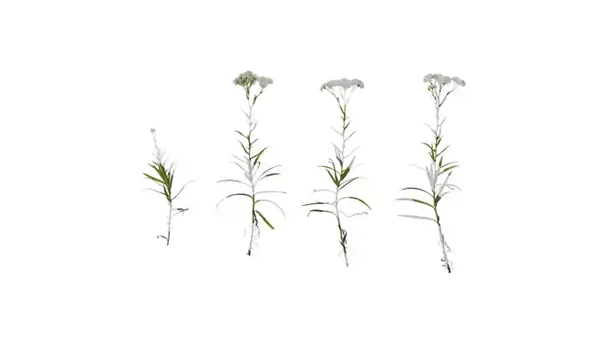 Anydrafts Achillea ptarmica Atlas 01 Texture