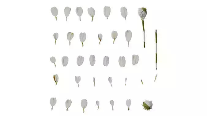 Anydrafts Achillea ptarmica Flower 01 Texture