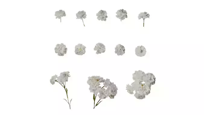 Anydrafts Achillea ptarmica Flower 02 Texture