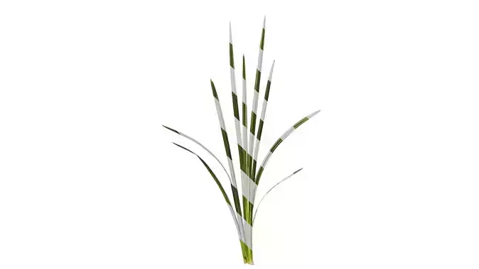 Anydrafts Acorus gramineus Atlas 03